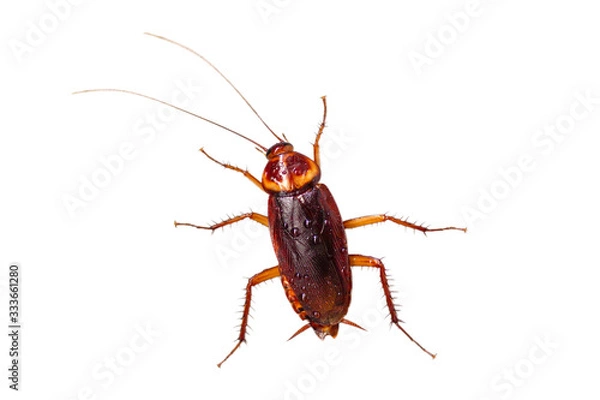 Fototapeta Cockroach have condensation on the body isolate on white background.