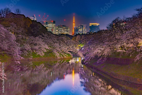 Fototapeta 東京、千鳥ヶ淵の夜桜と東京タワー