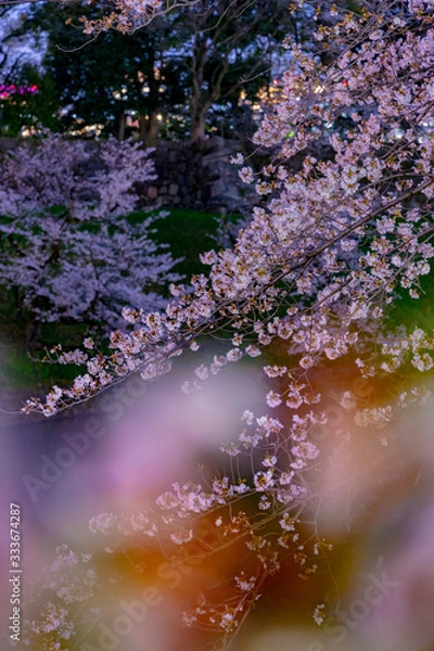 Fototapeta 東京の夜桜