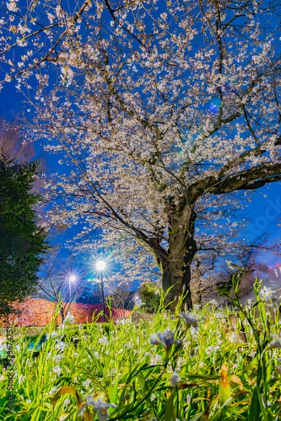 Fototapeta 東京の夜桜