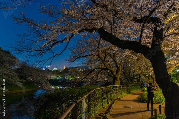 Obraz 東京、千鳥ヶ淵の夜桜