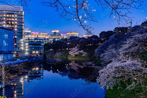 Fototapeta 東京、千鳥ヶ淵の夜桜