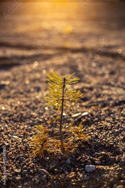 Fototapeta Small tree growing from sand