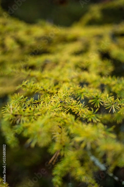Fototapeta Larch tree