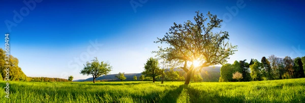 Obraz Słońce przeświecające przez drzewo na zielonej łące, panoramiczny, tętniący życiem wiejski krajobraz z czystym, błękitnym niebem przed zachodem słońca
