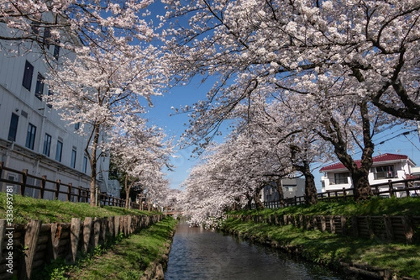 Fototapeta 新河岸川の桜 川越市