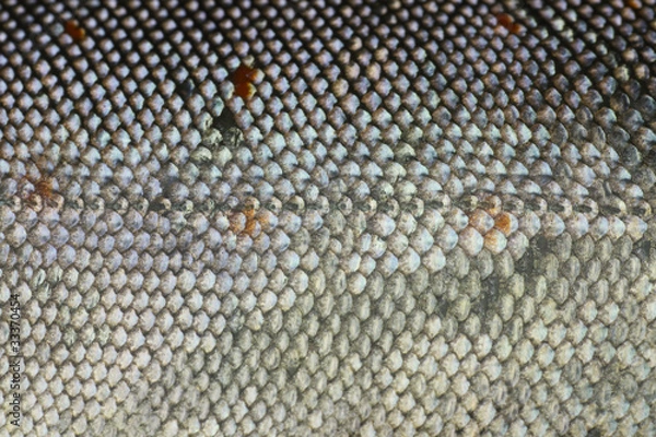 Obraz アマゴの鱗