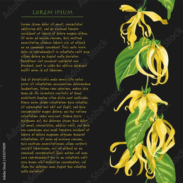 Fototapeta Vertical line of ylang flower on black background with text. Floral illustration with yellow tropical flowers for magazine page 