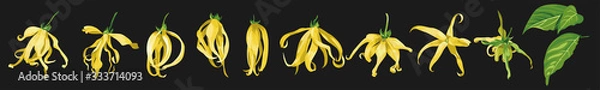Fototapeta ylang ylang vector clip art set of tropical botanical illustrations. Yellow wild flowers with green leaves on a black background