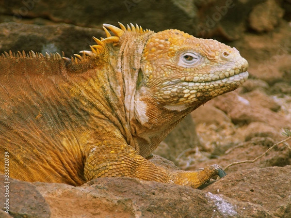 Fototapeta Primer plano de una iguana de tierra de las islas Galápagos de Ecuador