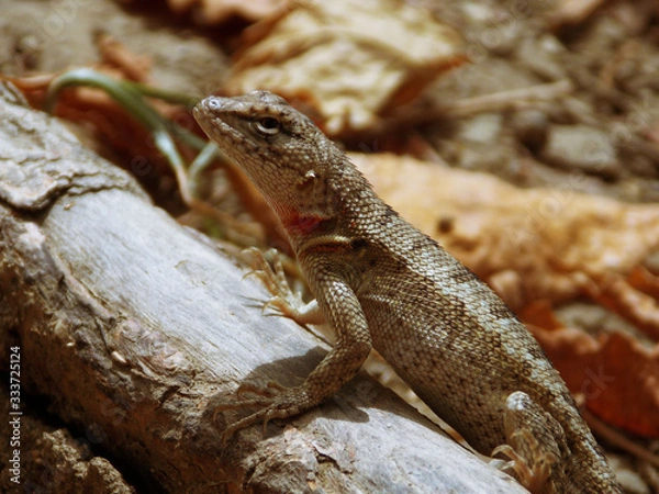 Fototapeta Close-up of a lizard that lives on the Ecuadorian coast