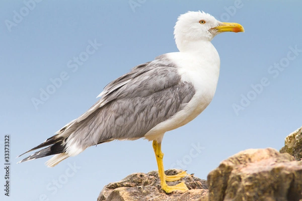 Obraz an adult of yellow legged-gull / Larus cachinnans