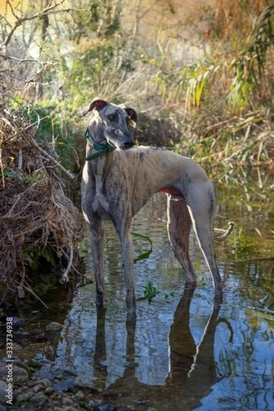 Obraz greyhound dog striped inside a stream