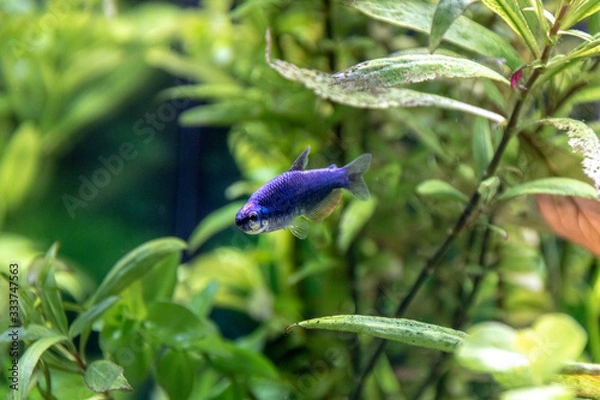 Obraz schwarzer Sammler 