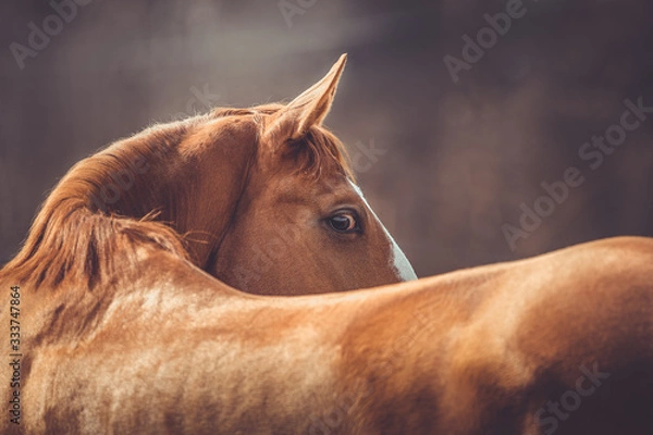 Obraz portrait of beautiful stunning chestnut budyonny gelding horse looking from behind in spring daytime
