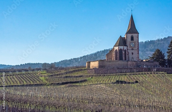 Fototapeta riquewihr alsace vineyards
