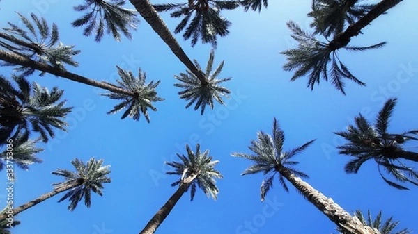 Obraz Palm tops made with fisheye lens .  A lot of palm trees against the blue sky
