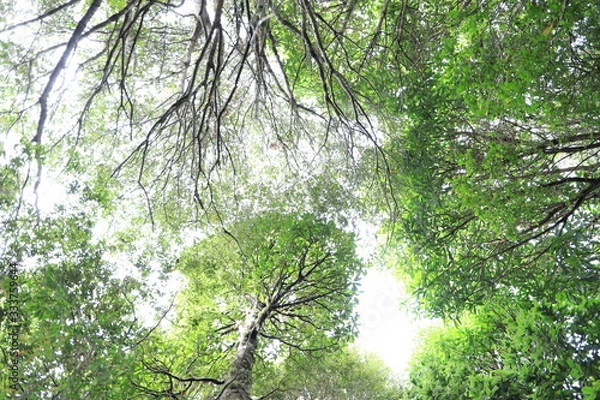 Fototapeta arboleda bosque copas de arbol