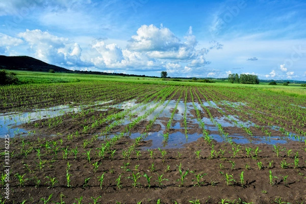 Obraz Young corn field after heavy late spring rain
