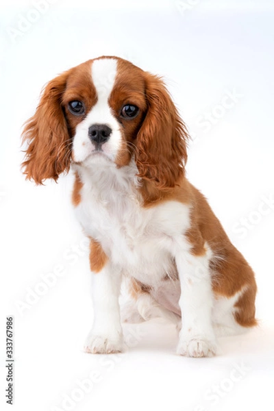 Obraz Little dog Cavalier King Charles Spaniel