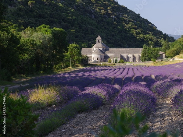 Fototapeta lavender field in provence france