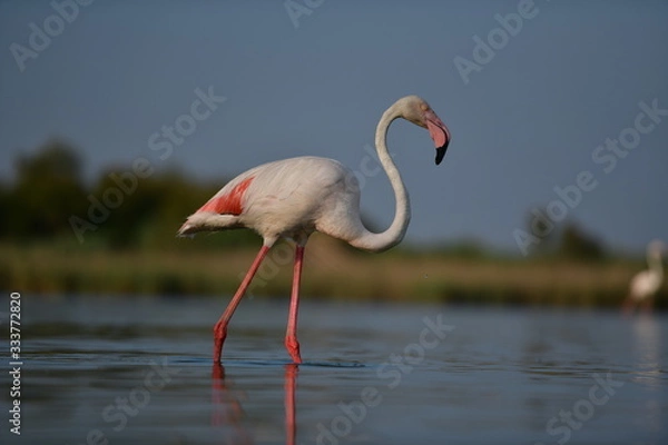 Fototapeta flamingo