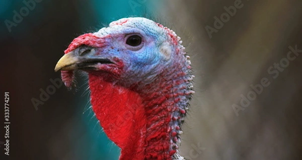 Obraz Turkey farm photo. Beautiful turkey in farm. Animal bird cinematic view still of turkey. Shooted on Red camera.