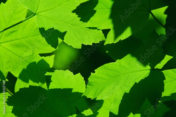 Fototapeta leaves