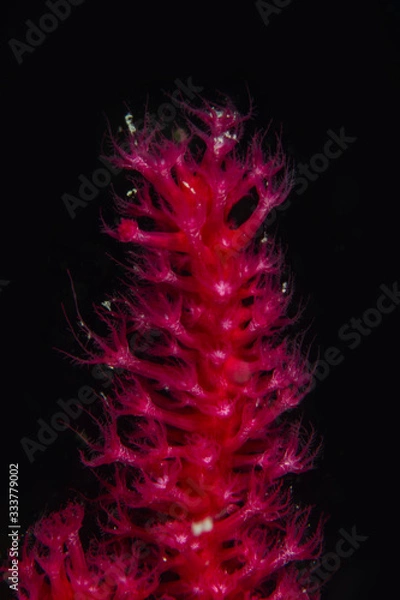 Obraz red coral