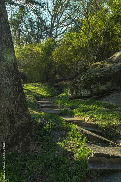 Fototapeta path in the forest
