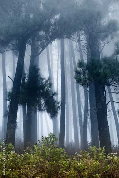 Obraz trees in fog