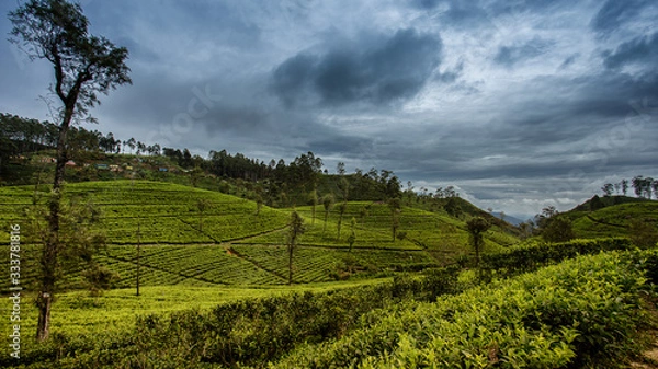 Obraz landscape with tea plantation and cloudy sky