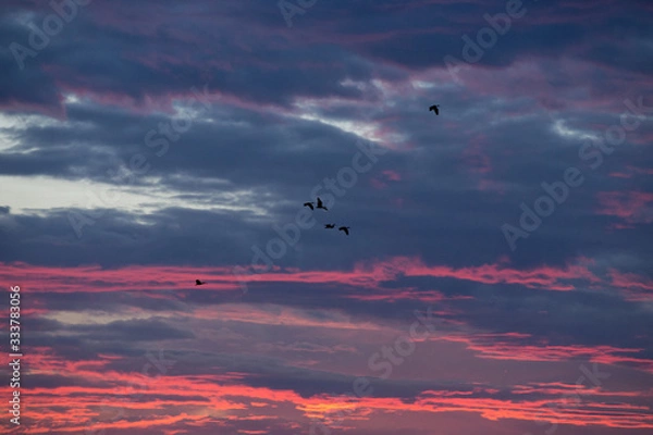 Obraz birds flying in the sky