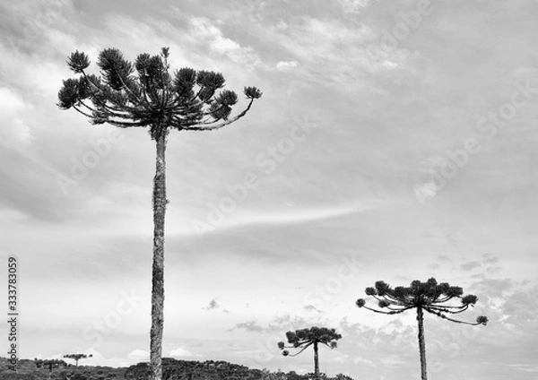 Obraz tree south brazil