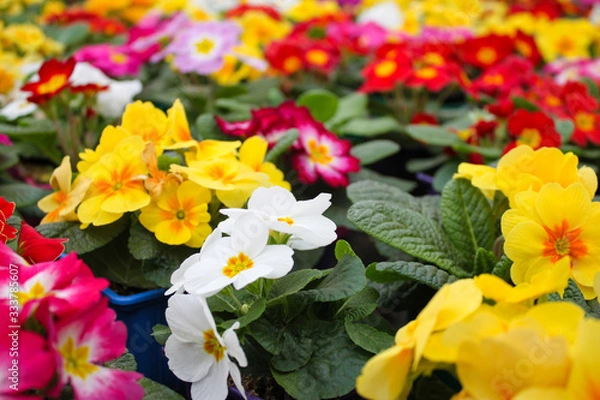 Fototapeta A carpet of many multi-colored primrose flowers, also known as cowslip, grown in a greenhouse. Selective focus