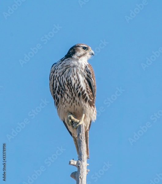 Obraz Prairie Falcon on Prey Watch