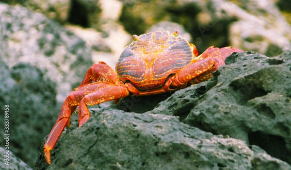 Fototapeta Crab on the rocks that inhabits the galapagos islands