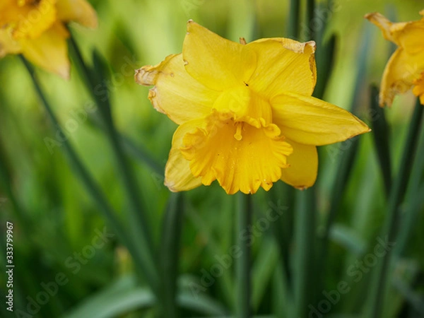 Fototapeta Close-up of daffodil