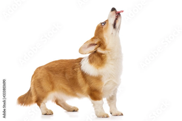 Fototapeta Welsh corgi puppy, isolated on a white background