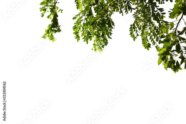 Fototapeta green leaf isolated on white background with copy space