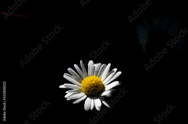 Obraz macro image of flowers