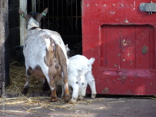 Obraz KODAK Digital Still Camera