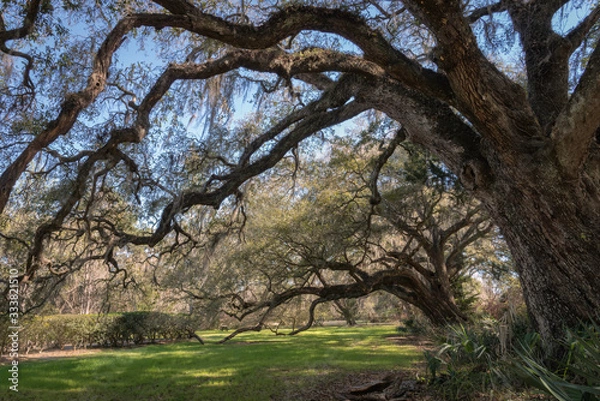 Obraz Southern live oak trees with their branches touching the ground, covered in Spanish Moss.