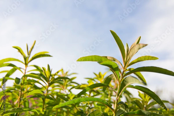 Fototapeta Tender shoots and branches with green leaves on a background of blue sky