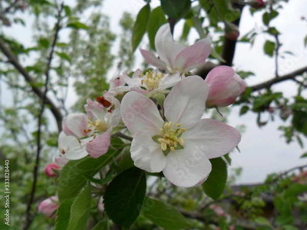 Obraz Apple blossom