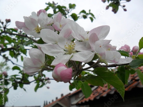 Obraz Apple blossom