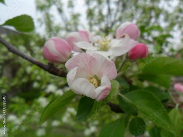 Obraz Apple blossom