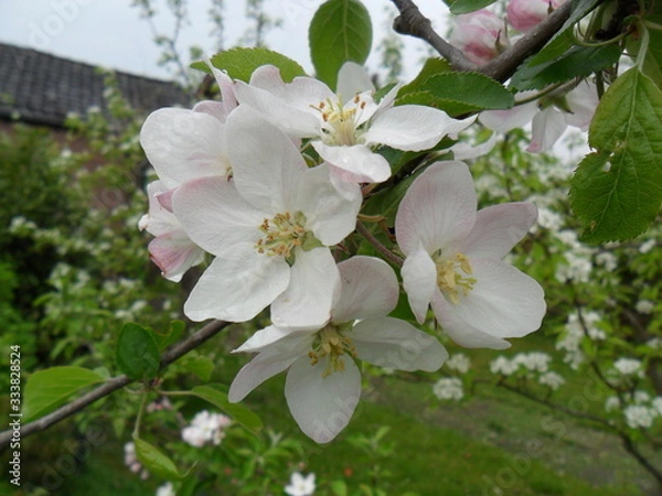 Obraz Apple blossom