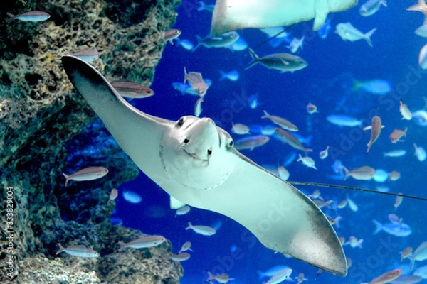 Obraz 気持ち良さそうに水中を泳いでいく巨大なトビエイ（日本の東京池袋サンシャイン水族館）