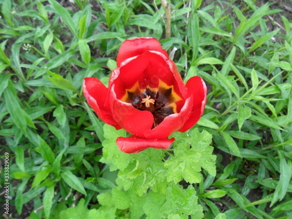 Obraz Tulip